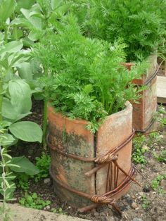 some plants are growing in an old rusty barrel