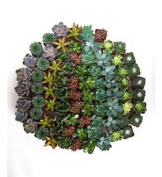 a group of succulents are arranged in a circle on a white background