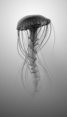 a black and white photo of a jellyfish in the water with it's long tentacles