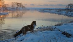 a dog sitting in the snow next to a body of water at sunset or dawn