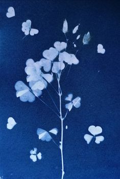 Cyanotype Print, All The Bright Places, Blue Photography, Prussian Blue, Black Eyed Susan, Black Eyed, Feeling Blue, Ethereal Art