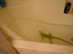 a green lizard is sitting in the bathtub