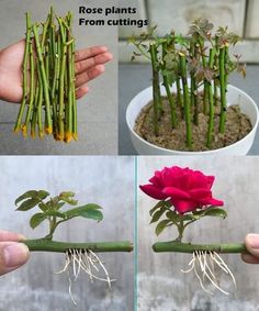 four different stages of growing roses from cuttings to budding with the help of hands