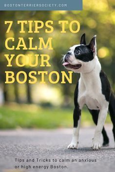 a boston terrier running down the street with its mouth open and tongue out, text reads 7 tips to calm your boston