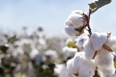 the cotton plant is ready to be picked