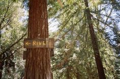 a sign that is on the side of a tree in the woods with trees around it