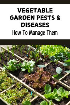 vegetable garden pests and diseases how to manage them - cover image with text overlay