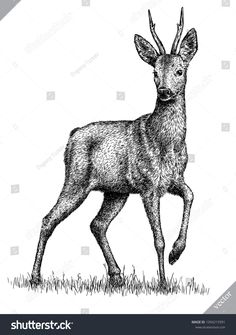 an ink drawing of a deer standing in the grass