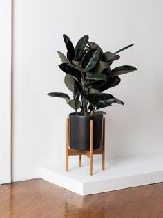 a potted plant sitting on top of a wooden stand next to a white wall