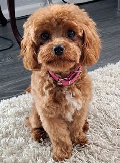 a small brown dog sitting on top of a white rug