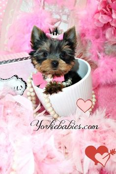 a small dog is sitting in a cup