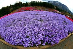 purple flowers are growing in the middle of a circular flower bed on top of a hill