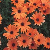 many orange flowers are growing in the garden