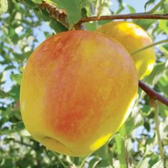 two yellow apples hanging from a tree branch