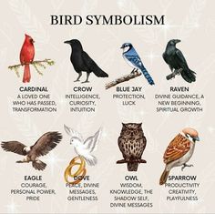 an image of birds that are symbols of the bird symbol in english and spanish language