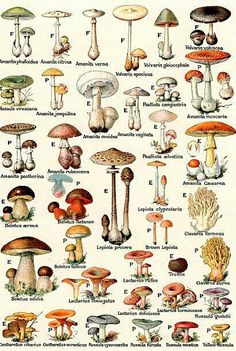 an image of various mushrooms on a white background with the words,'mushroom identification chart '