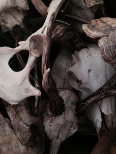 there are many animal skulls piled on top of each other