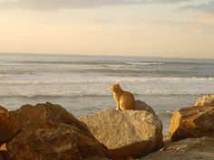 a cat sitting on top of a rock near the ocean