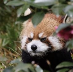 a red panda cub peeking out from behind some leaves and flowers in the wild, with its eyes wide open