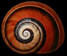 an orange and black striped bowl with spirals on it's sides, against a black background