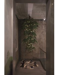 a hallway with lights on the floor and a plant hanging from the ceiling above it