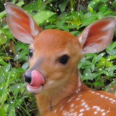 a baby deer sticking its tongue out in front of some green plants and bushes with bubbles on it's face