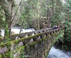 people are standing on a bridge over a stream in the woods near a river running through it