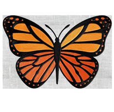 a close up of a butterfly on a white background with orange and black stripes,