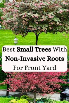 small trees with non - invasive roots for front yard