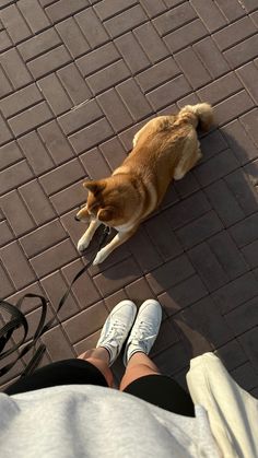 a dog laying on the ground next to a person