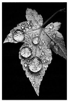 black and white photograph of leaves with water drops