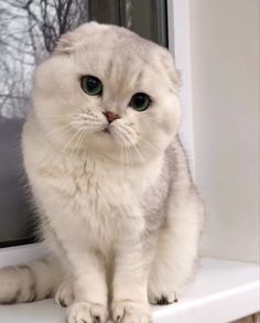 a white cat sitting on top of a window sill looking at the camera man