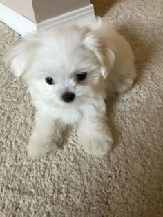 a small white dog laying on top of a carpeted floor next to a wall