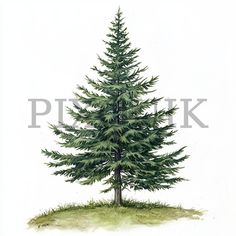 a watercolor painting of a pine tree