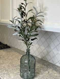 an olive tree in a glass vase on the kitchen counter