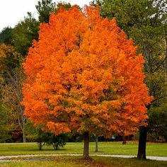 an orange tree in the middle of a park