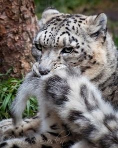 a snow leopard laying on the ground next to a tree