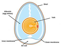 the structure of an egg shell with labels on each section and labeled parts labelled below