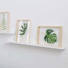 three framed plants are displayed on a white shelf next to each other, with one green plant in the middle