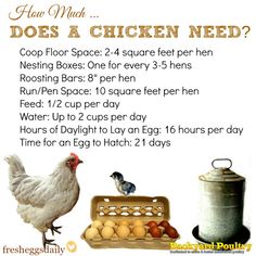 a chicken and some eggs in a basket with the words what does a chicken need?