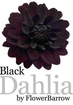 black dahlia by flowerbarrow