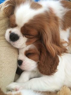 two puppies are cuddling together on a stuffed teddy bear pillow, one is brown and the other is white