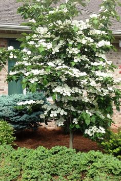 a white dogwood tree in front of a house