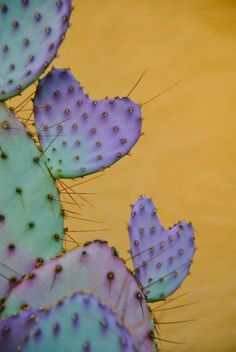 a cactus with purple and green leaves against an orange background