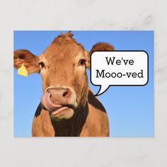 a brown cow sticking its tongue out with a bubble saying we've mooo - ved