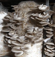 mushrooms growing on the side of a tree trunk