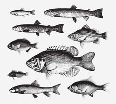 fish are shown in black and white on a light gray background, vintage style illustration