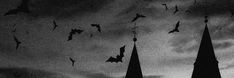 bats are flying in the sky above a church steeple