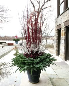 a large potted plant with red and white flowers in front of a stone building