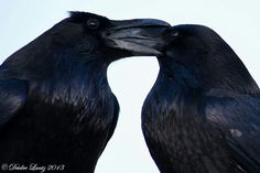 two black crows sitting on top of each other with their beaks open and eyes closed